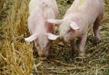 La sectorial del Porcino de ASAJA Cuenca inicia una campaña a ayuntamientos sobre las explotaciones ganaderas