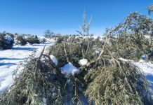 Agricultores y ganaderos ven «insuficientes» las medidas para paliar los daños de Filomena