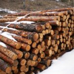 Desarrollo Sostenible investigará la posible tala ilegal de pinos en la Serranía de Cuenca