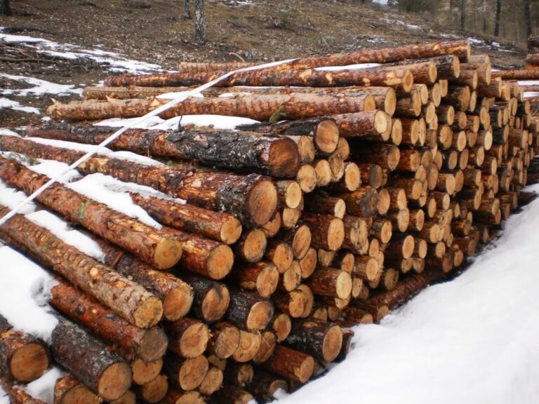 Desarrollo Sostenible investigará la posible tala ilegal de pinos en la Serranía de Cuenca