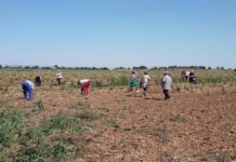 Ayudas de 450 euros para que los temporeros de C-LM paguen alojamiento y desplazamientos