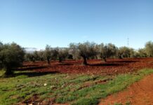 Castilla-La Mancha convoca los premios para galardonar a la mejor industria de Producción Ecológica y mejor empresa de Venta Directa