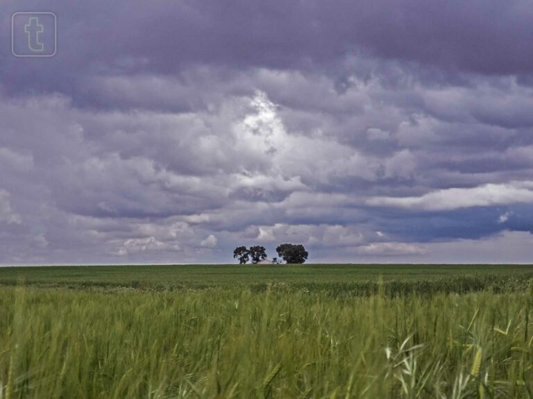 Asaja Cuenca pide ayuda para mitigar los daños por tormentas