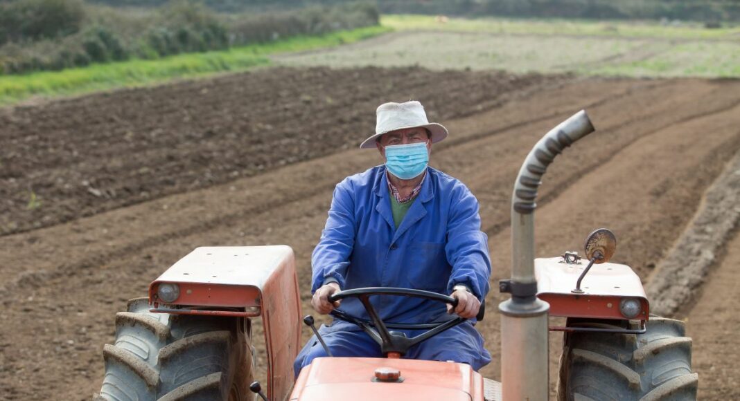 campo, agricultor, agricultura