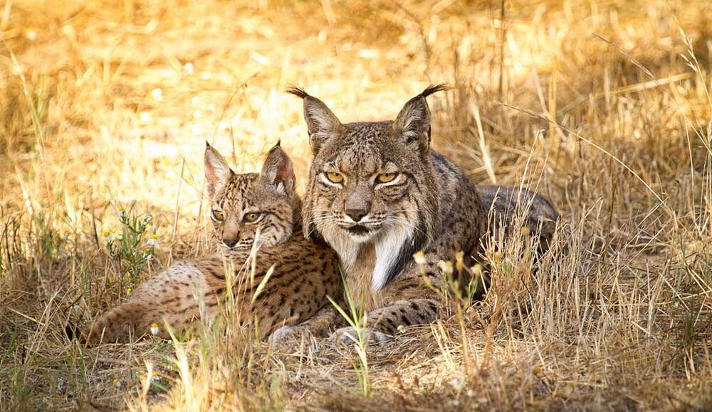 Lince Ibérico