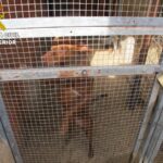 Investigado por tener a ocho perros descuidados en Cuenca, a los que operó para que no ladrasen