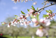 La cosecha de almendra en C-LM sumará 11.015 toneladas, un 48% menos que en 2020