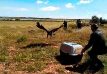 El águila imperial que pasó por ‘El Chaparrillo’ vuelve a su medio natural