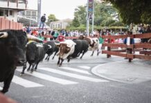 Los espectáculos taurinos y los festejos populares se pueden realizar con un 75% del aforo