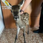 Rescatada una cría de cierva de dos personas que querían quedársela como mascota