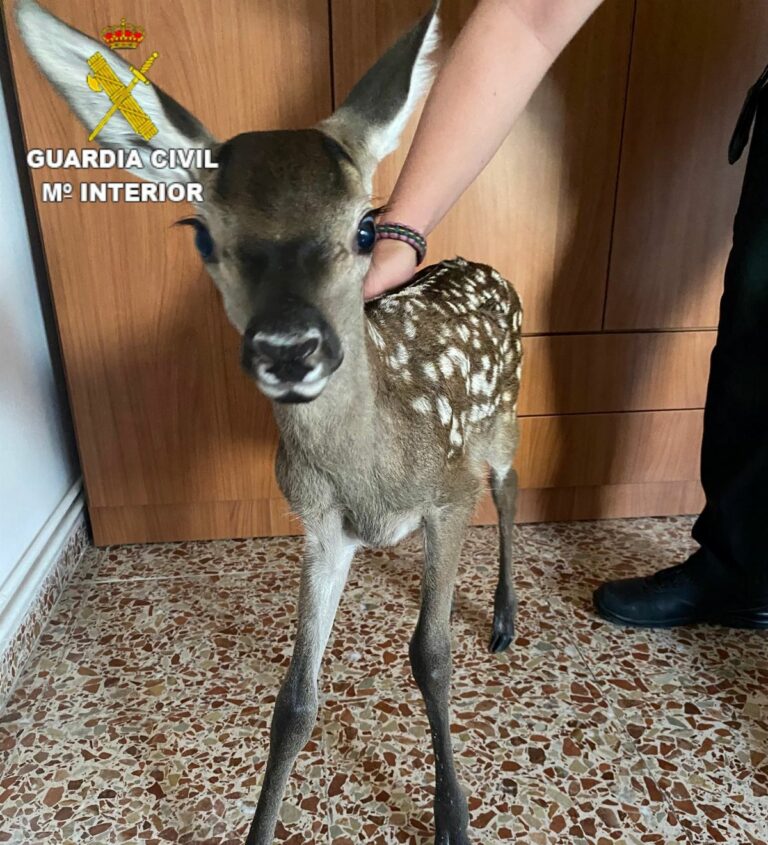 Rescatada una cría de cierva de dos personas que querían quedársela como mascota