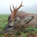 Investigado por abatir a un corzo sin autorización