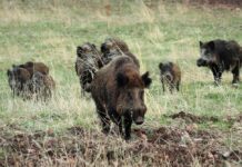 Casi una veintena de comarcas de C-LM, en riesgo sanitario por enfermedades animales