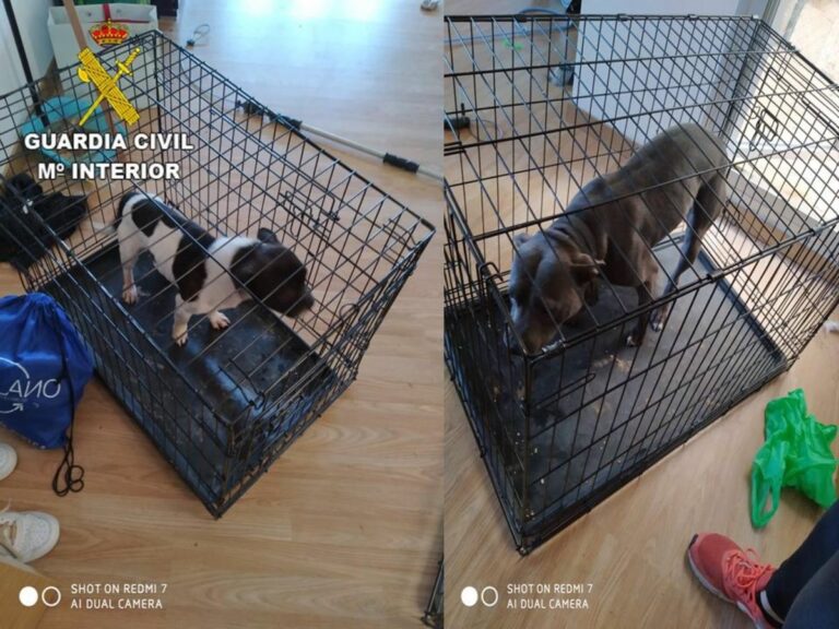 Investigados en Ocaña por maltrato animal a dos perros que tenían en la vivienda que ocupaban Investigados en Ocaña por maltrato animal a dos perros que tenían en la vivienda que ocupaban