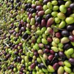 Asaja Ciudad Real pide mayor vigilancia y seguridad en la campaña de la aceituna