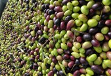 Cooperativas C-LM cierra un 2024 intenso y espera comenzar 2025 con una campaña de aceituna con precios «razonables»