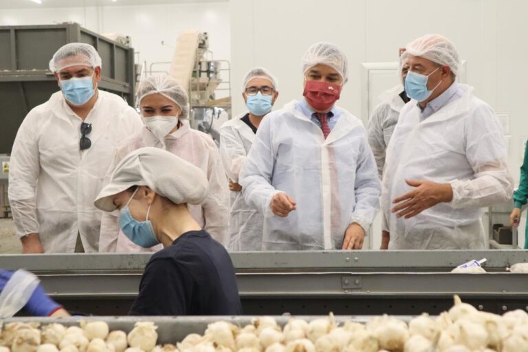El ajo morado de Las Pedroñeras como punta de lanza del sector por la economía social