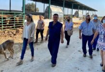 El PP-CLM pedirá en las Cortes la reprobación del ministro Garzón por criminalizar a los ganaderos con fondos públicos