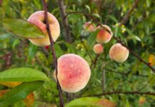 Se prevé una reducción del 45% en la cosecha de frutas de hueso en Castilla-La Mancha