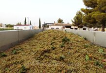 Castilla-La Mancha prevé una vendimia un 33 % superior a la del año pasado