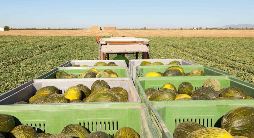 Melón