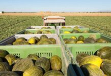 Las ayudas para modernizar cooperativas de C-LM podrán pedirse desde el martes Melón