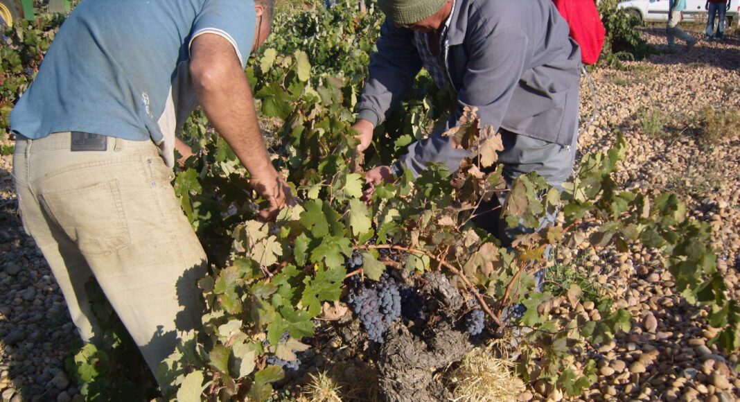 Vendimia / vendimiadores