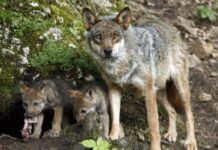 Los ganaderos de la Sierra Norte se muestran indignados porque el lobo ganará territorio y matará más ganado