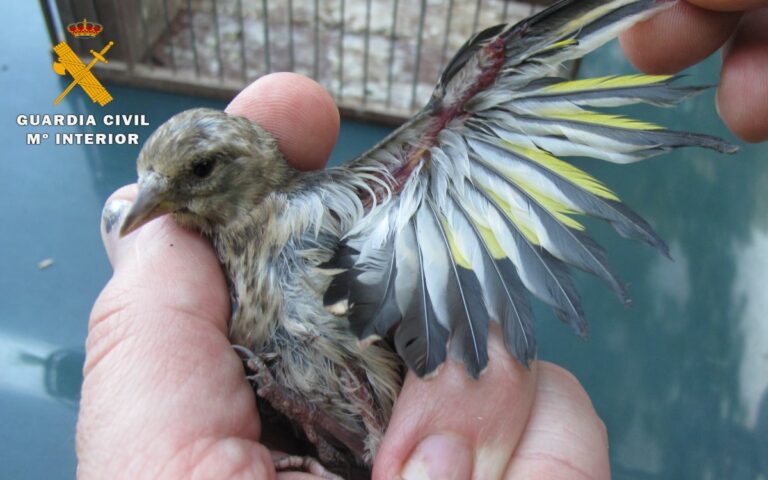 Investigado en Vianos por capturar pájaros silvestres usando pegamento