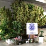 Cultivaba marihuana en las zonas comunitarias de un edificio de Cuenca