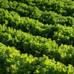 CCOO peleará por los empleos de Florette Ibérica en Iniesta tras el anuncio de cierre por parte de la empresa