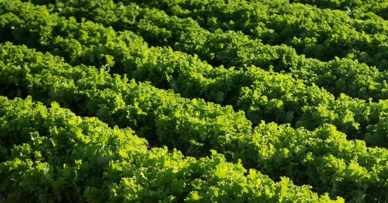 CCOO peleará por los empleos de Florette Ibérica en Iniesta tras el anuncio de cierre por parte de la empresa