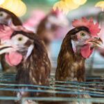 Piden parar la construcción de una macrogranja de 1.500.000 gallinas situado a 300 metros de las viviendas