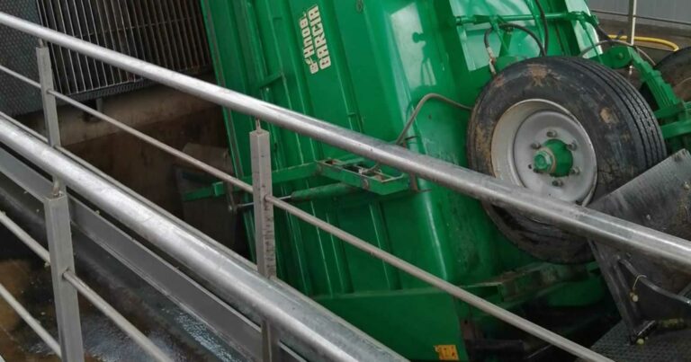 Un remolque cargado de uva cae a la tolva en plena vendimia en Castilla-La Mancha