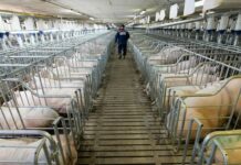 Ganadería intensiva: el reto ambiental del sector porcino en España