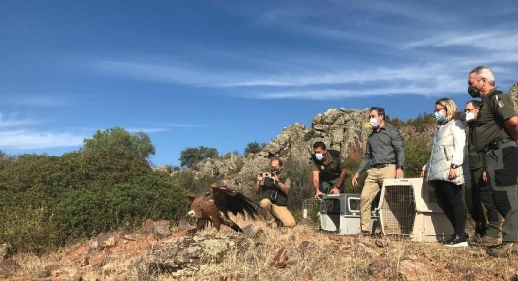 Liberación buites en Albacete