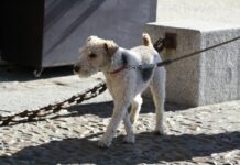 La Policía de Guadalajara «perseguirá» a los dueños de perros que no recojan sus heces ni limpien sus orines