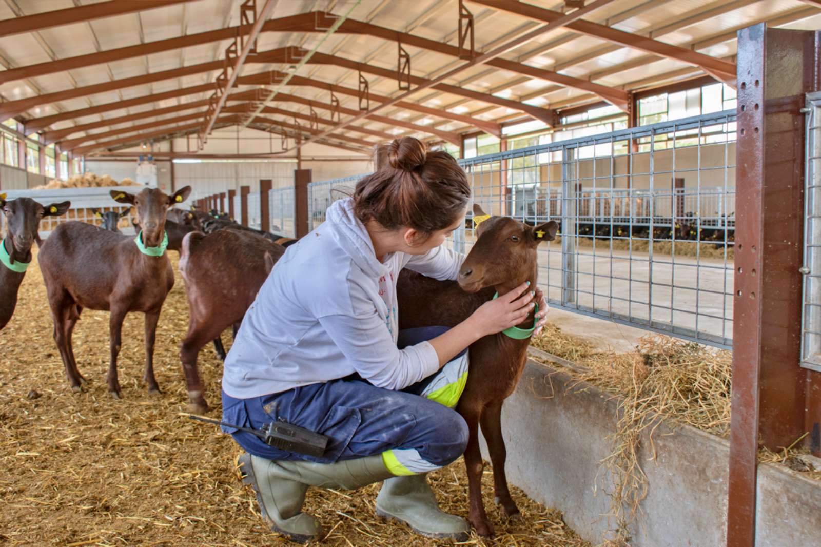 Letur y su entorno se convierten en el primer núcleo productor de leche ecológica de cabra