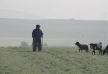 C-LM cuenta con una bolsa de pastores de unas 200 personas cualificadas para el oficio