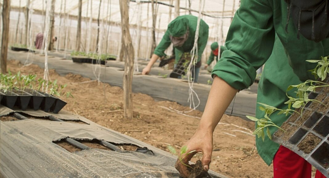 empleo, paro, trabajador