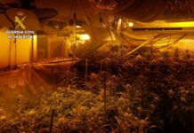 Desmantelado un punto de venta de heroína en La Puebla de Montalbán y un cultivo de marihuana en El Carpio