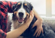 Castilla-La Mancha, entre las CCAA con más atropellos a perros y gatos