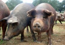 C-LM afirma que «ni hay un boom de explotaciones porcinas de alta capacidad ni se está promoviendo que se instalen»