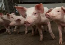 El Gobierno regional afirma que no hay «ningún riesgo» en el consumo de la carne de cerdo en C-LM