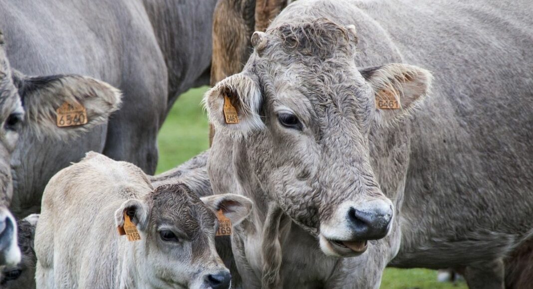 vacas, sector vacuno, ganaderia, ganaderos