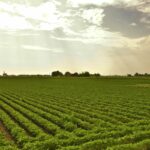 CHJ detecta más de 220 hectáreas de cultivos con riegos ilegales durante una redada en municipios de Albacete y Cuenca