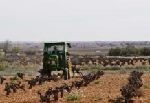 Castilla-La Mancha empieza a pagar el anticipo de la PAC