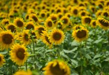 C-LM destinará los próximos 4 años 32,5 millones al girasol, aromáticas, apicultura, razas autóctonas y zonas de montaña