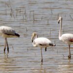 El Mitma formaliza por un millón de euros las obras de rehabilitación del viaducto de la N-320 sobre el río Guadiela