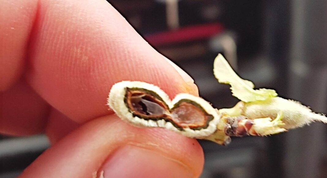 almendros dañados por el frío